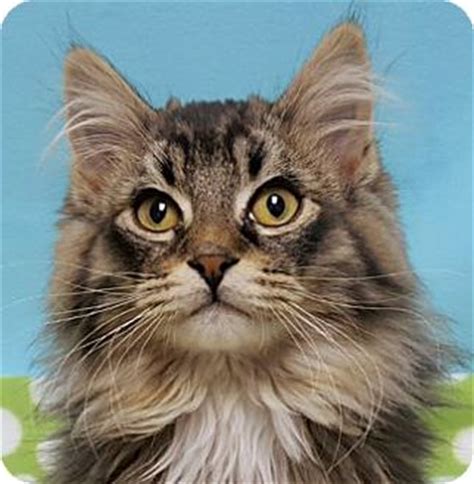I used to have small kittens that had gooey stuck eyes. . Maine coon rescue colorado springs